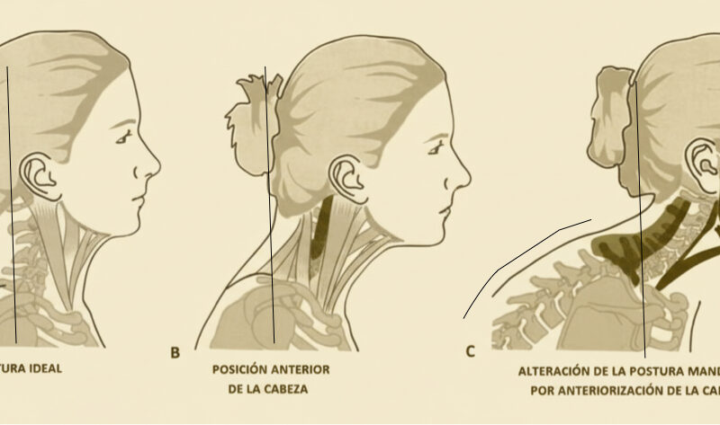 Lengua, respiración, mordida y visión